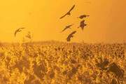 عکس | پرواز لک‌لک‌ها در لحظه غروب آفتاب بر فراز هورالعظیم