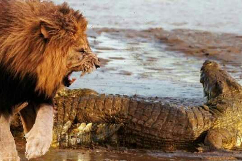 ببینید | لحظه دلهره‌آور حمله و شکار تمساح توسط شیر