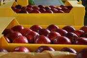 ارزش چقدر سیب صادر کرد؟