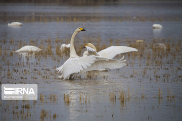 ببینید | قوهای آوازخوان در مازندران