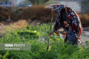 تنها مانده - «باغ شاهی»
