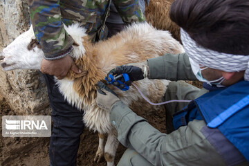 تصاویر | واکسیناسیون دام‌ها در طرح مقابله با تب برفکی