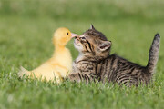 ببینید | شوخی خنده‌دار و احساسی یک اردک با گربه
