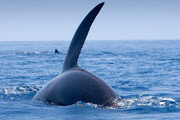 ببینید | رویارویی شگفت انگیز چند گردشگر با نهنگ‌های قاتل