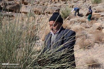 «تَرکه بافی» در دستان هنرمند پیرمرد مهریزی نفس می‌کشد