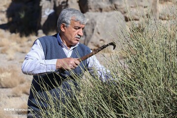 «تَرکه بافی» در دستان هنرمند پیرمرد مهریزی نفس می‌کشد