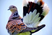 ببینید | تصویری دیدنی از زیباترین کبوتر جهان