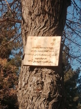  اقدام قابل توجه شهرداری مشهد برای حفظ درختان قدیمی شهر/ عکس