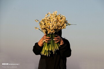 برداشت گل نرگس در جویبار
