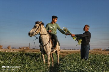 برداشت گل نرگس در جویبار