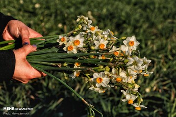 برداشت گل نرگس در جویبار