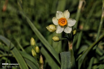 برداشت گل نرگس در جویبار