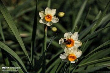 برداشت گل نرگس در جویبار