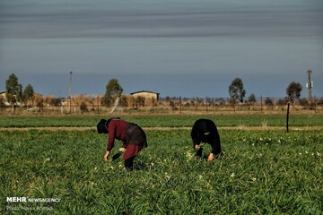 برداشت گل نرگس در جویبار