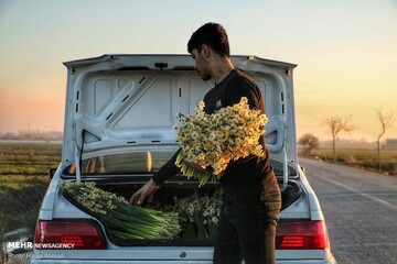 برداشت گل نرگس در جویبار