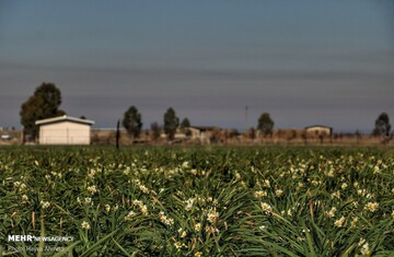 برداشت گل نرگس در جویبار
