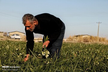 برداشت گل نرگس در جویبار