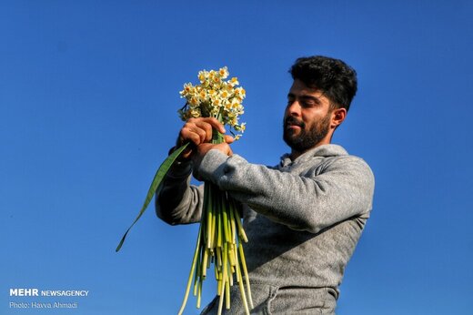برداشت گل نرگس در جویبار