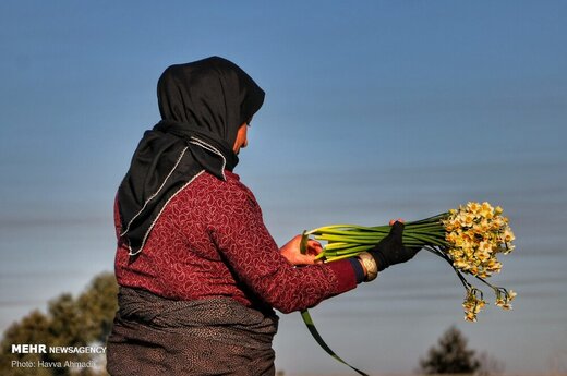 برداشت گل نرگس در جویبار