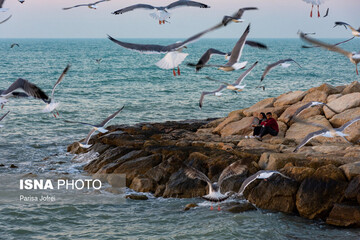 تصاویر | پرواز شالوهای زیبا بر فراز دریای بوشهر
