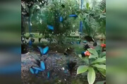 ببینید | باغ پروانه در نزدیکی شهر پاتایای تایلند