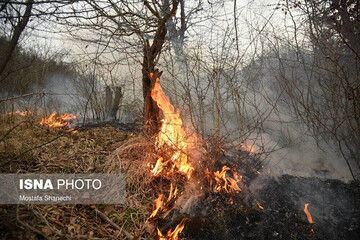 ببینید | حریق بزرگ در ۵ هکتار از اراضی جنگلی شهرستان نکا