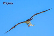 ببینید | لحظه حیرت‌انگیز و ناباورانه شکار ماهی توسط عقاب