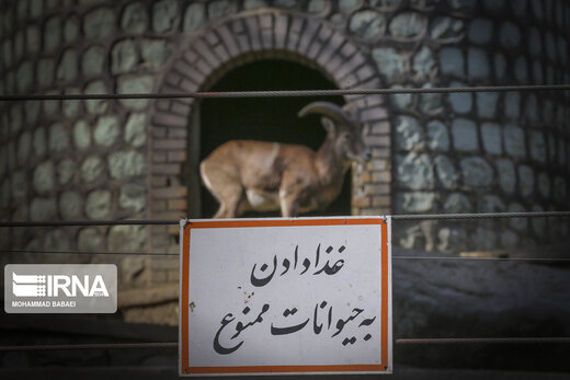 بازگشایی باغ وحش ارم تهران