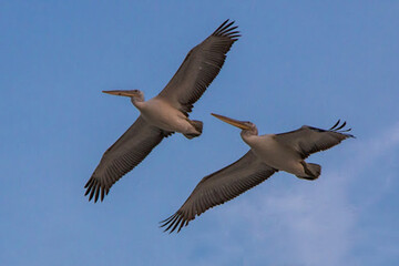تلفات عجیب پرندگان مهاجر در خلیج گرگان
