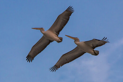 ببینید | تصاویر دیدنی از پرواز پلیکان‌های خاکستری بر فراز بهشت پرندگان