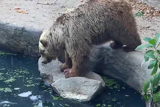 ببینید | تصاویر باورنکردنی و عجیب از نجات یک کلاغ توسط خرس!