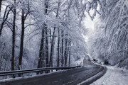 ببینید | حال و هوای رویایی جاده عباس آباد به کلاردشت پس از بارش برف