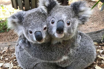 ببینید | تصاویری جالب از روابط عاطفی کوالاها