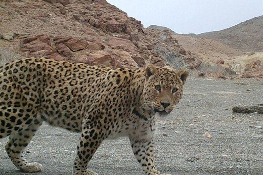 ببینید |  شکار تصویر پلنگِ در حال استراحت  در پارک ملی گلستان