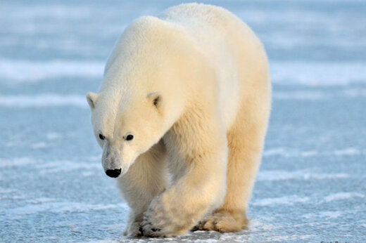 ببینید | تلفیق لذت و دلهره؛ لحظه غذا دادن به خرس قطبی از پنجره خانه