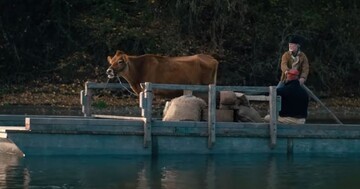 «نخستین گاو» را ببینید