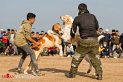 بازداشت عوامل برگزاری جنگ سگ‎‌ها