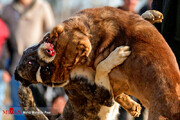 تصاویر | جنگ وحشیانه و خونین سگ‌ها برای یک مشت پول!