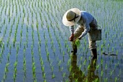 لغو ممنوعیت کشت برنج در سال آینده