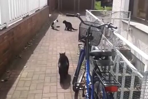 ببینید | دفاع جانانه یک گربه از خواهرش در مقابل یه مزاحم قلدر