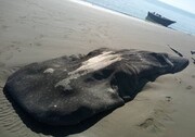 مرگ نهنگ ۸ متری در سواحل هرمزگان