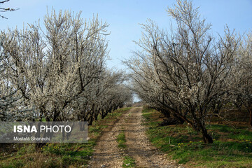 شکوف های درختان آلوچه