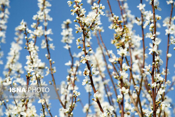 تصاویر | زمستانی که بهار شد؛ قاب‌هایی تماشایی از شکوفه‌های درختان آلوچه