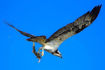 ببینید | ماهی‌گیر به سبک عقاب