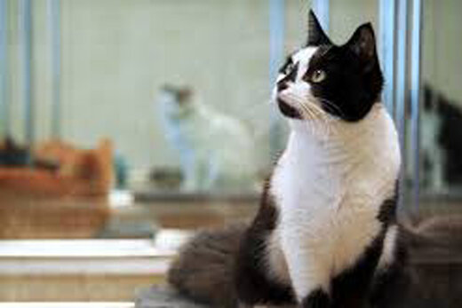 ببینید | گربه ای که در پرواز یک هواپیما حضور داشت