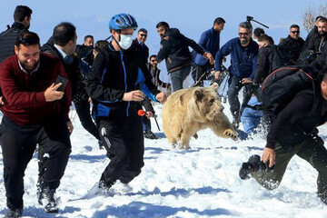 ببینید | شوق رهایی یک خرس
