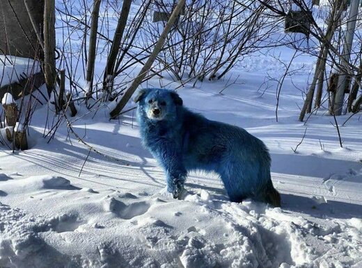 سگ‌های آبی رنگ در نزدیکی شهر دزرژینسک