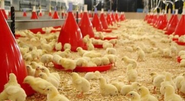 افزایش جوجه‌ریزی در مرغداری‌های استان قزوین 