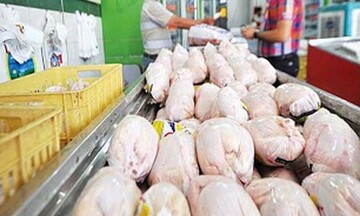 گرانی ادامه دار مرغ در بازار / وعده های ارزانی محقق نشد 