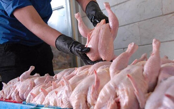 توزیع روزانه ۱۰۰۰ تن مرغ به قیمت مصوب در استان تهران